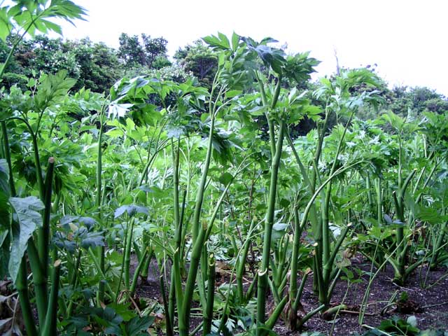 明日葉 アシタバ の栽培