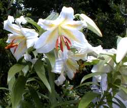 �T�N����